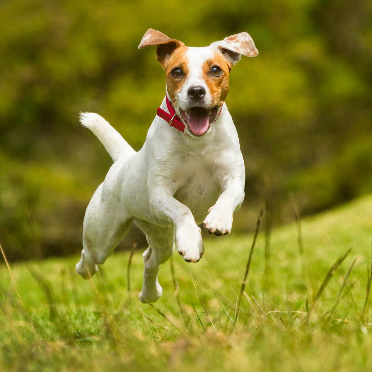 Collar Narbona. - Vista 3